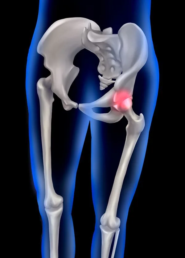 Hip anatomy illustration