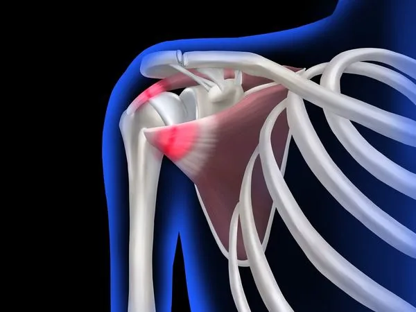Shoulder anatomy illustration